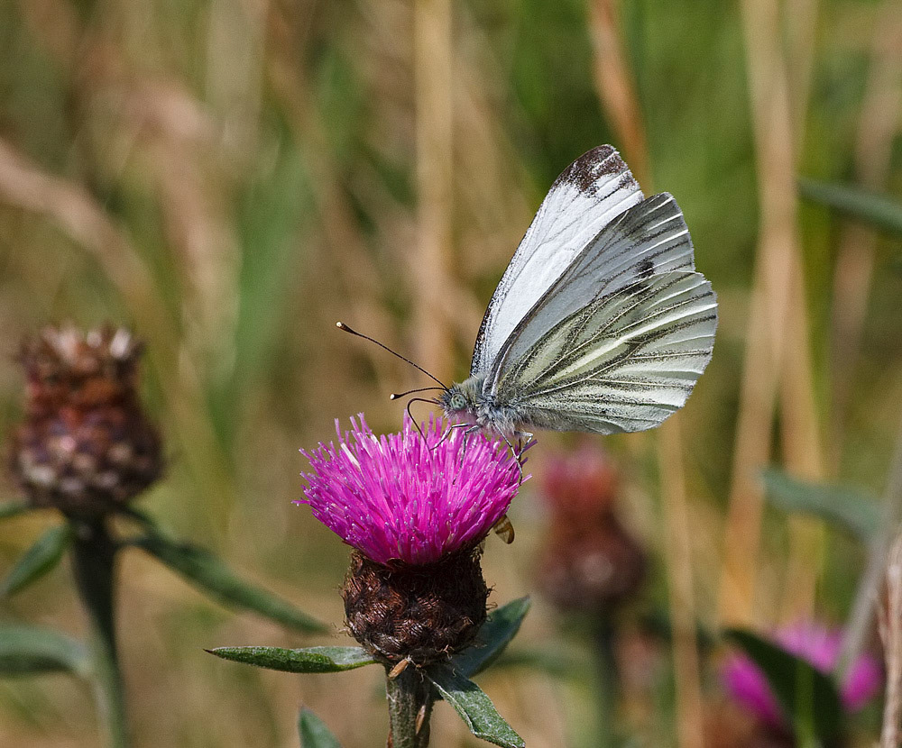 Green-veined White