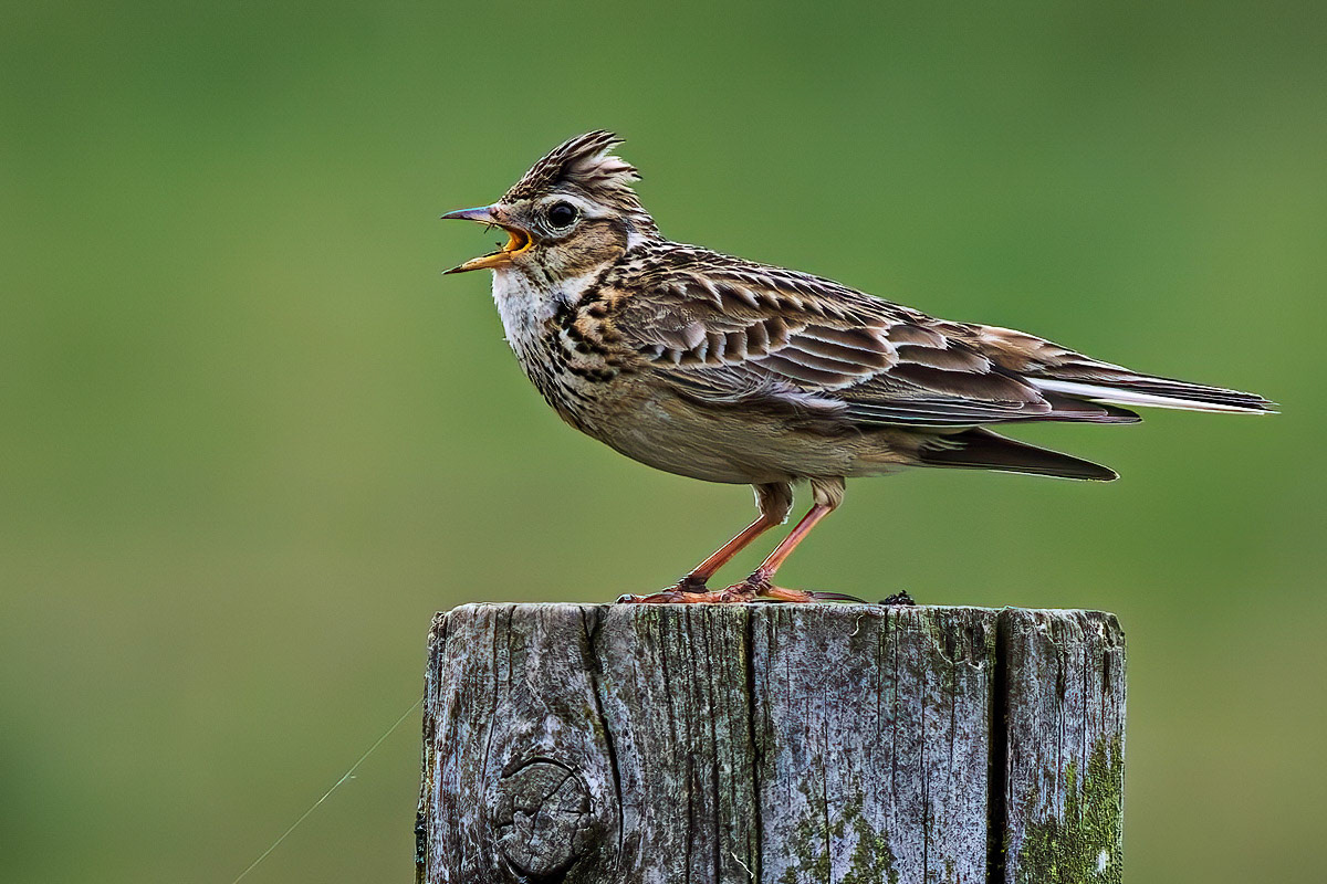 Skylark