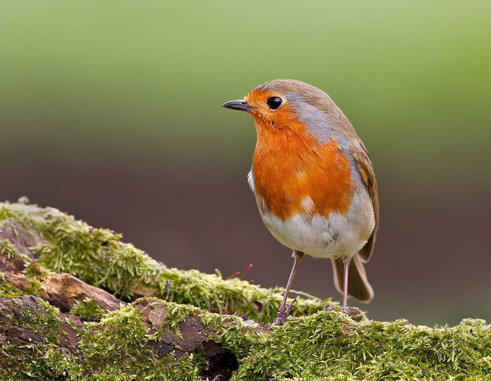 Robin