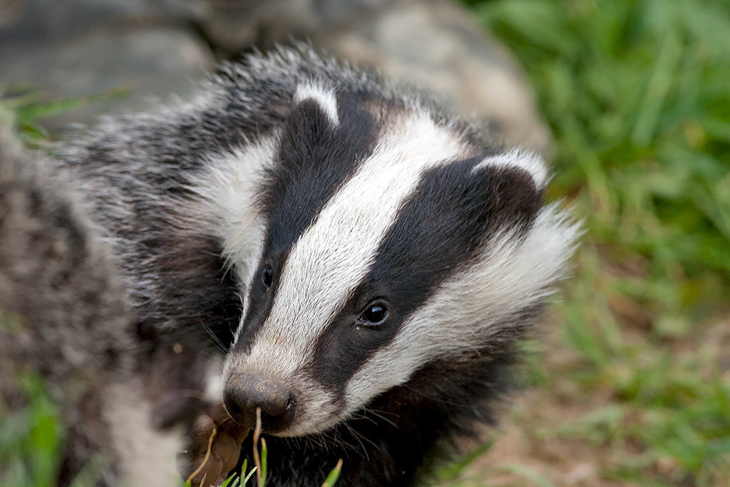 Badger