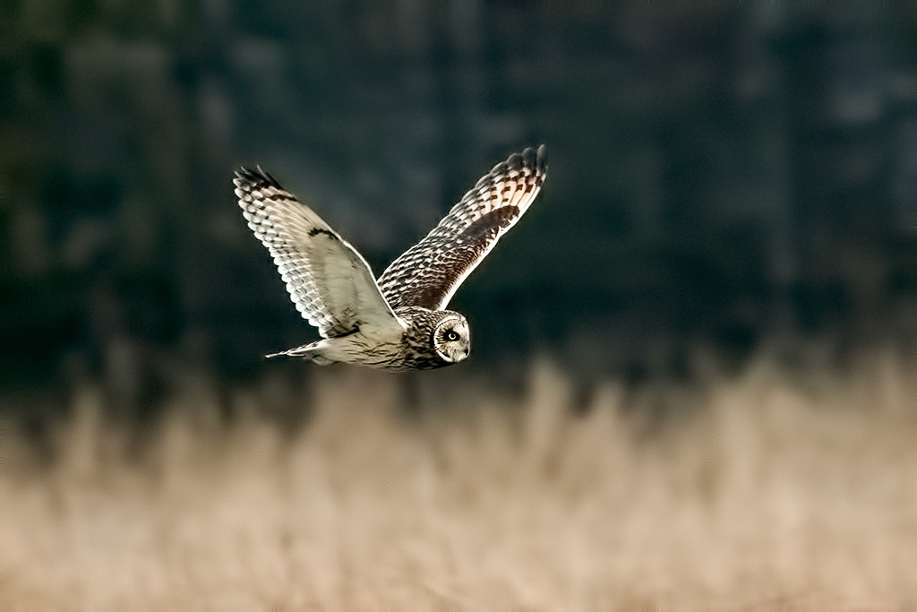 Short-eared Owl