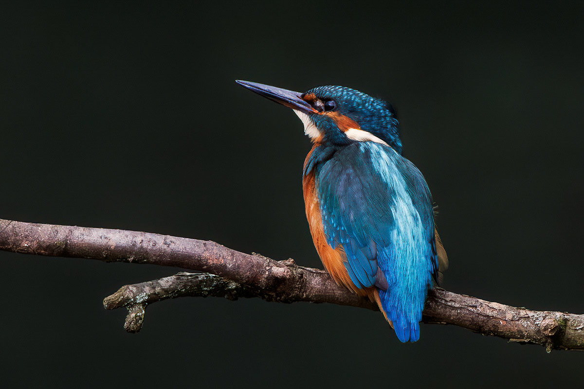 Kingfisher