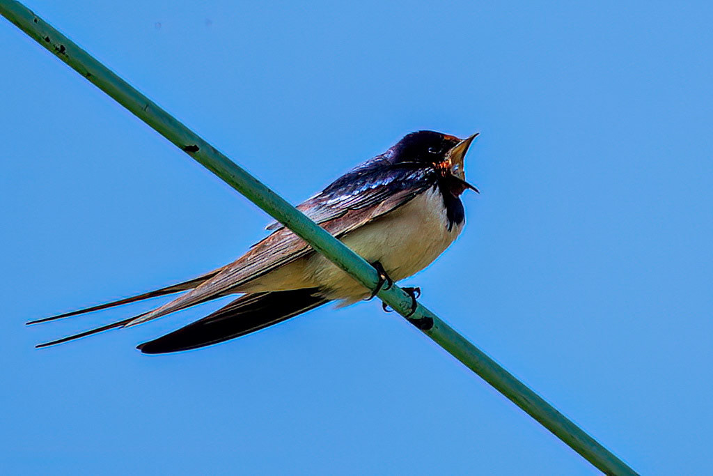 Swallow