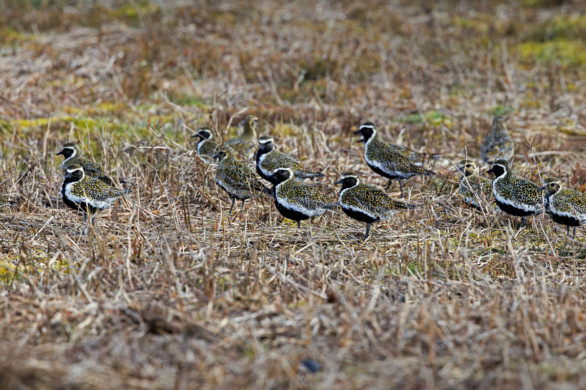 Golden Plover