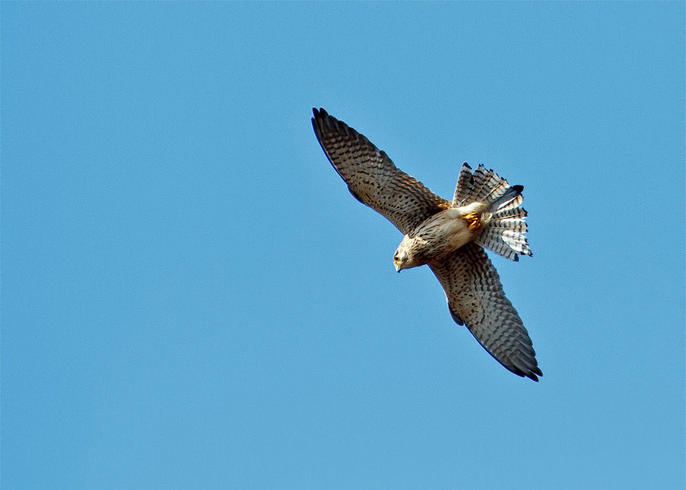 Kestrel