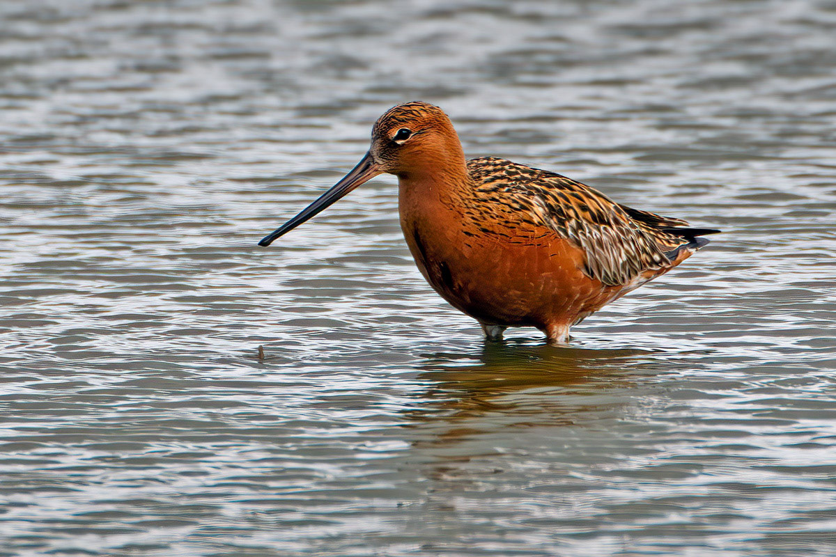 Bar-tailed Godwit