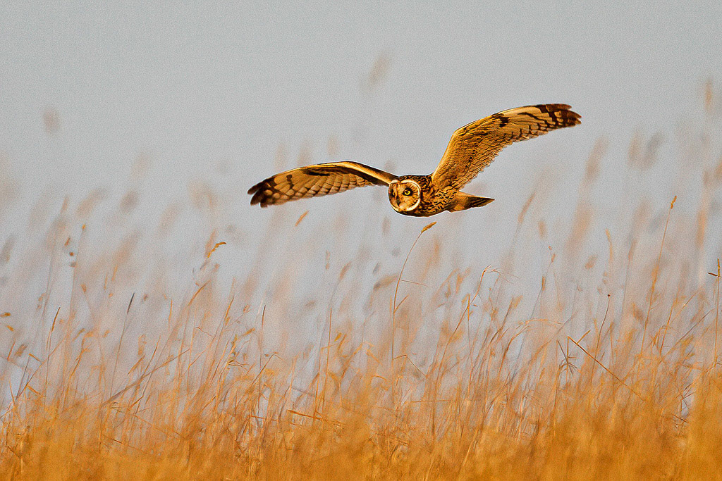 Short-eared Owl