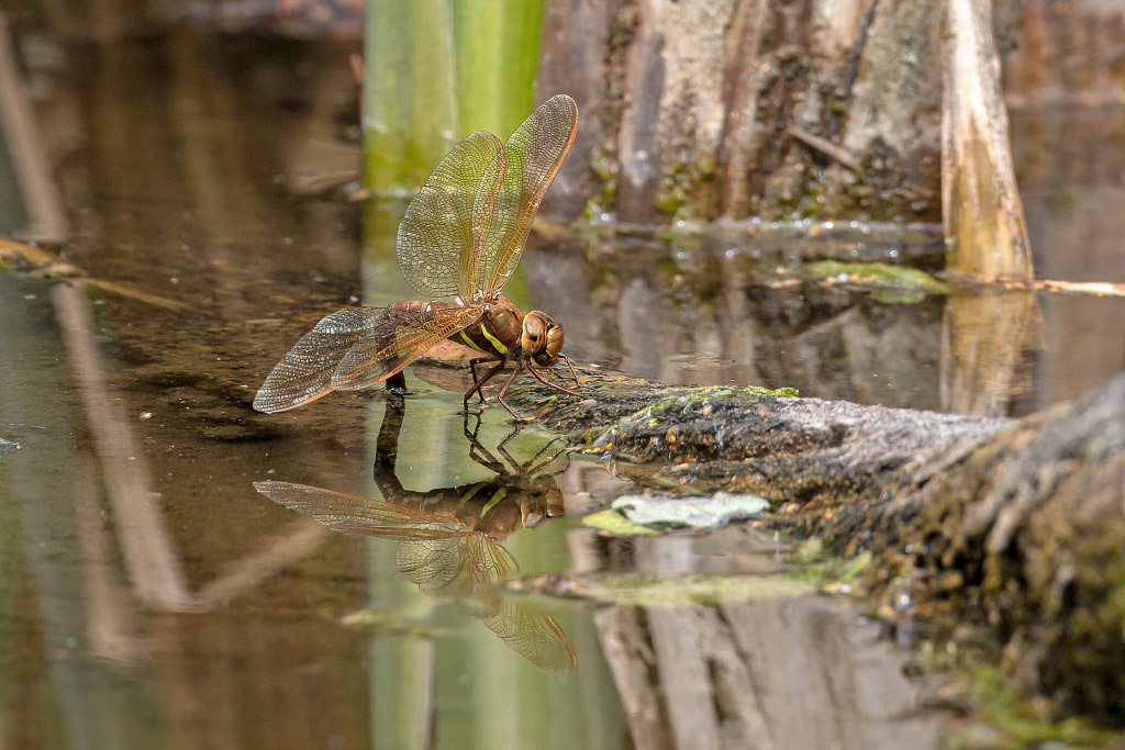 Brown Hawker