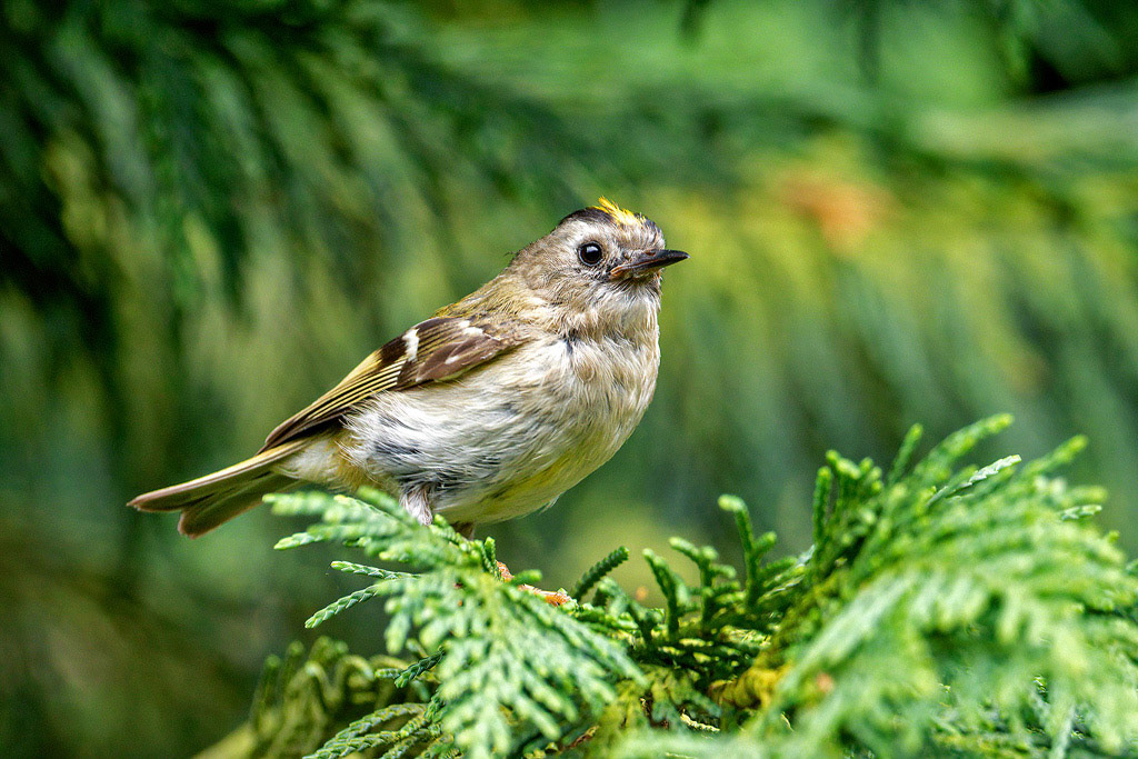 Goldcrest