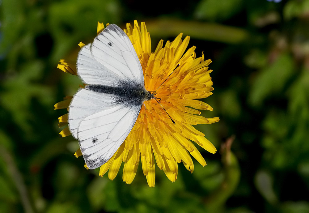 Green-veined White