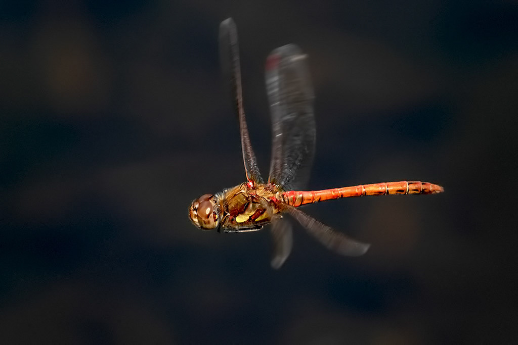 Common Darter