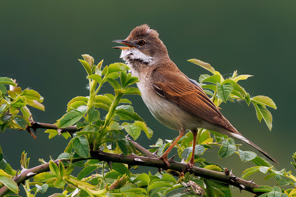Common Whitethroat