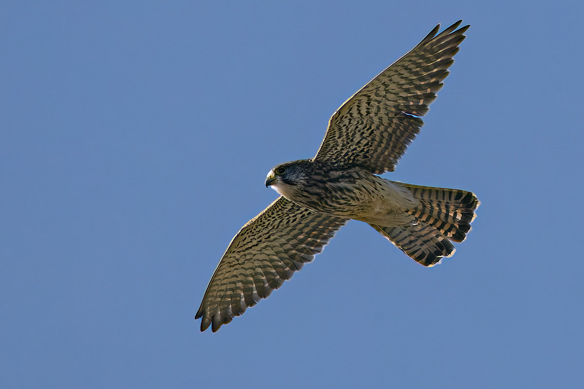 Kestrel
