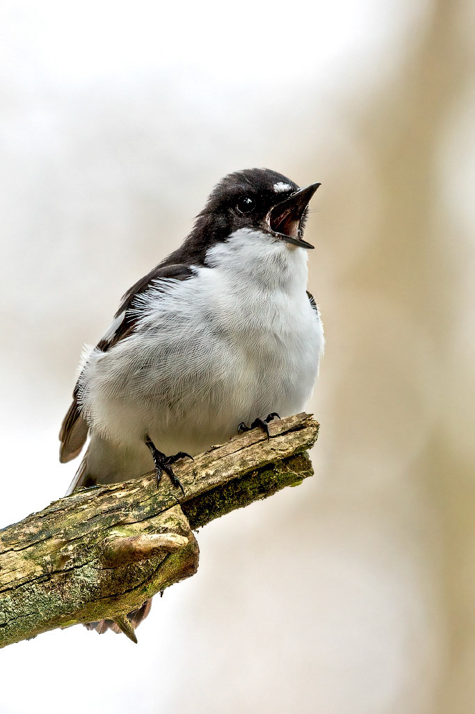 Pied Flycatcher