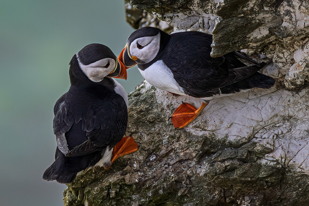 Puffin
