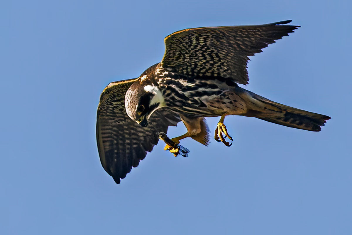 Hobby