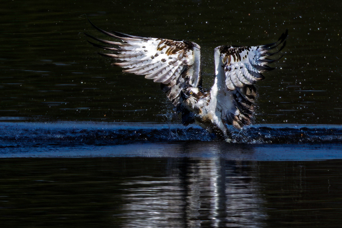 Osprey