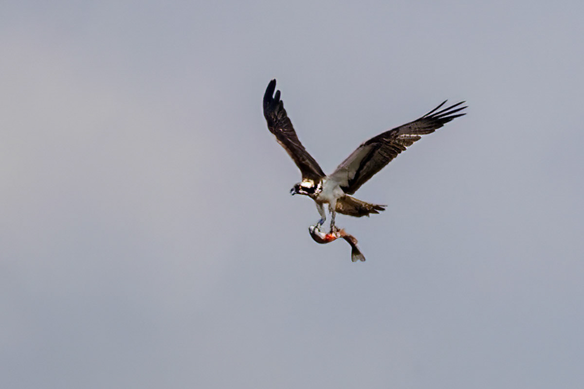 Osprey