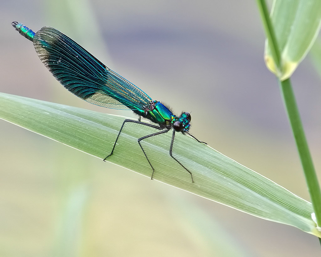 Banded Demoiselle