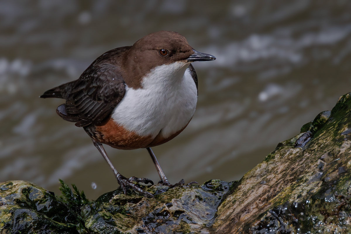 White-throated Dipper