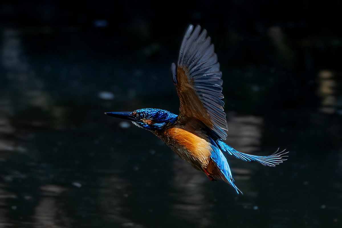 Kingfisher