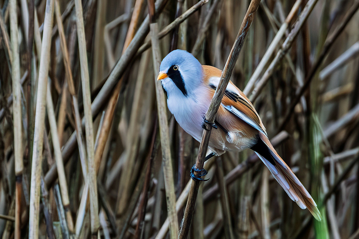 Bearded Tit