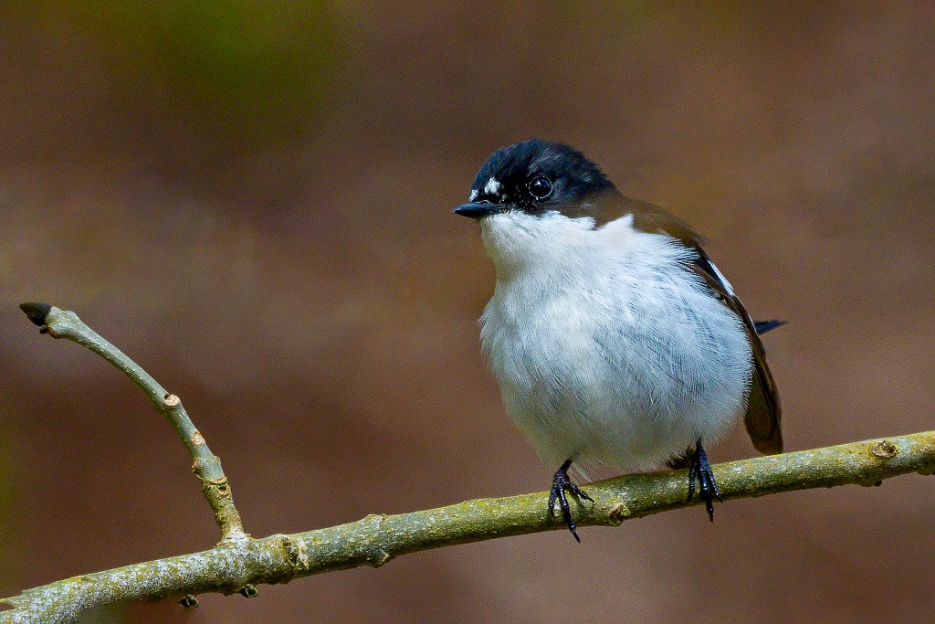 Pied Flycatcher