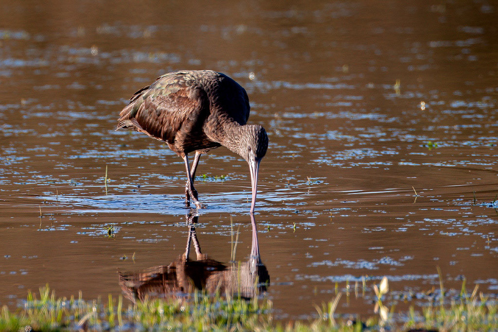 Glossy Ibis