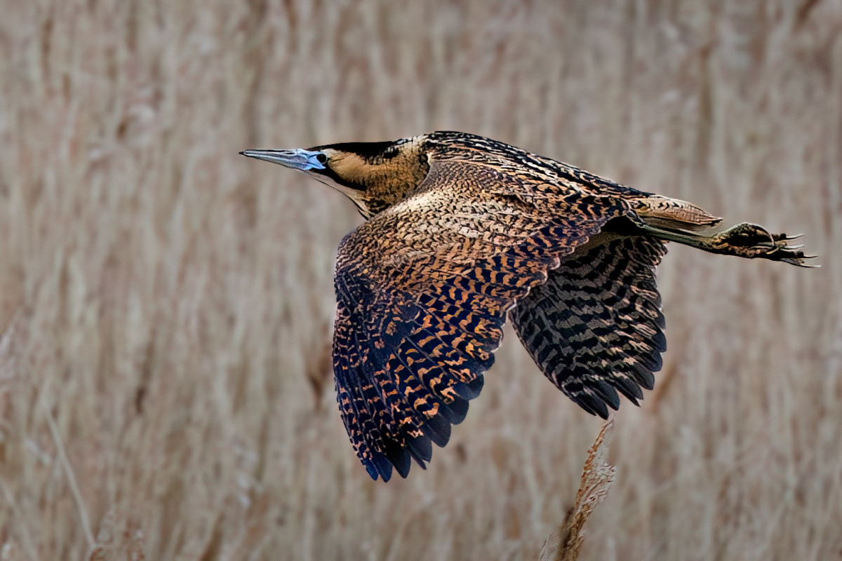 Bittern