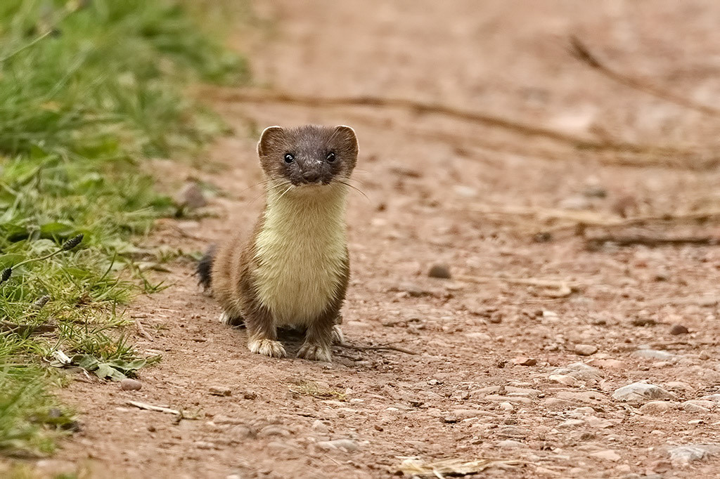 Stoat