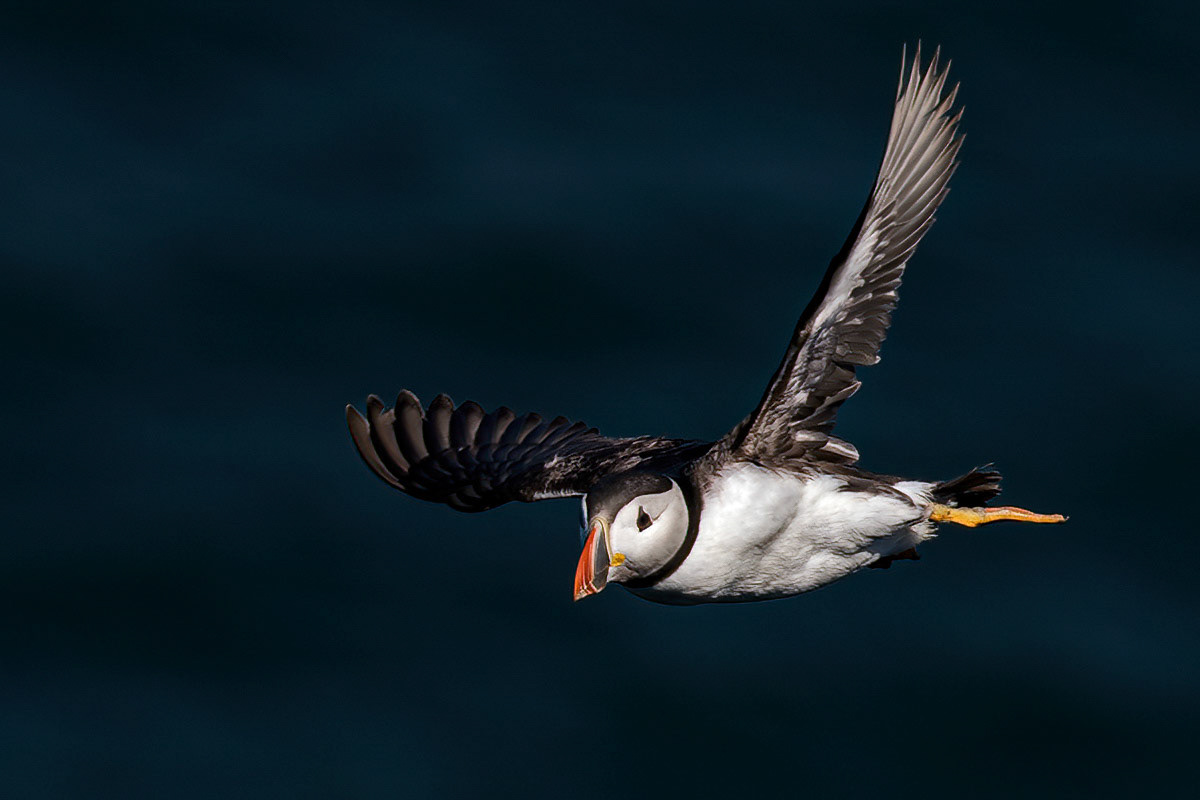 Puffin