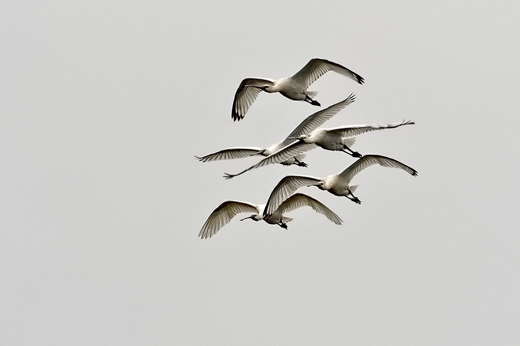Eurasian Spoonbill