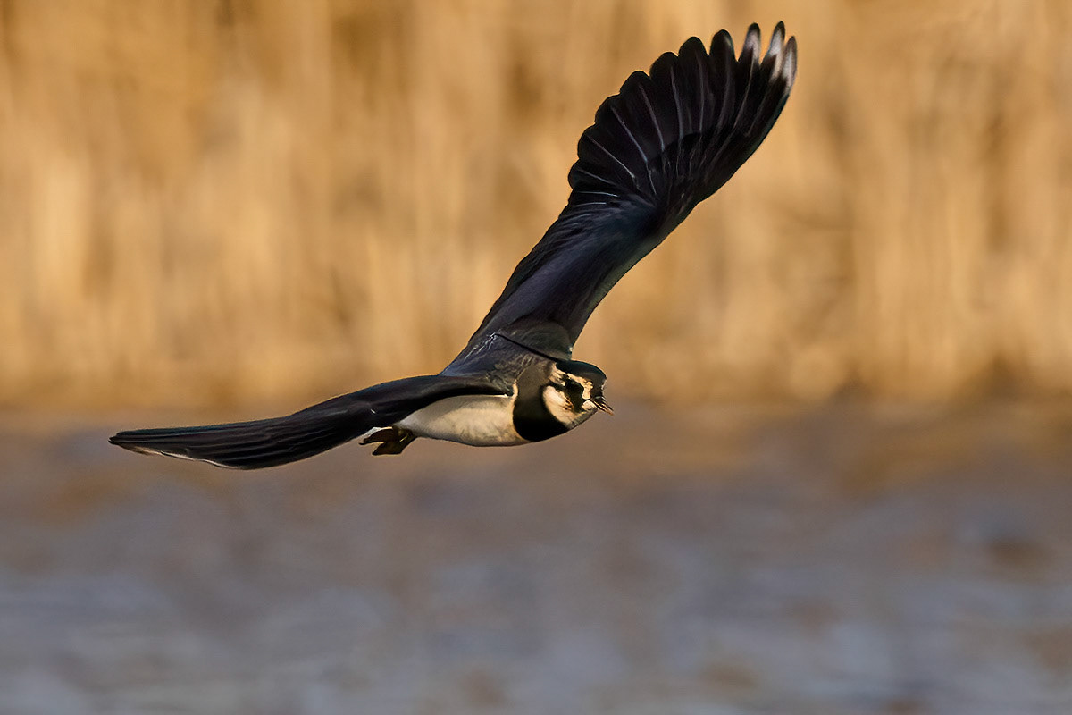 Lapwing