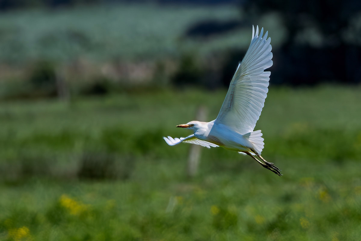 Cattle Egret