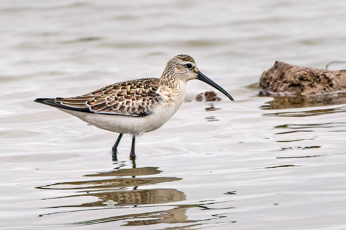 Curlew Sandpiper