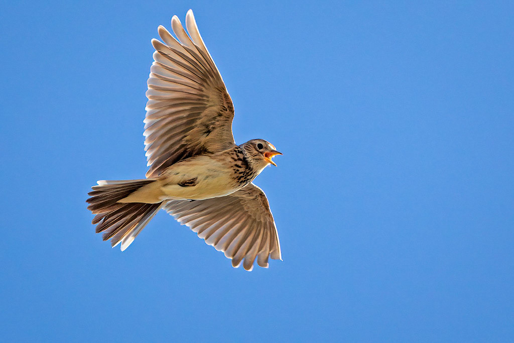 Skylark
