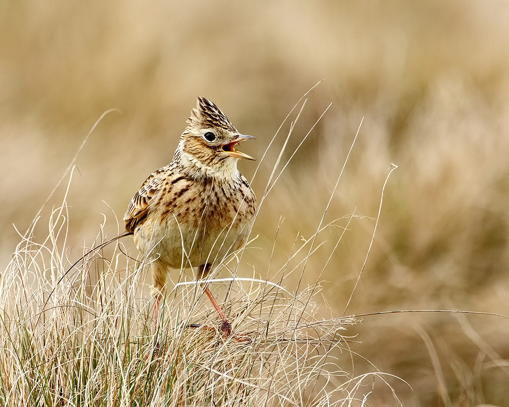 Skylark