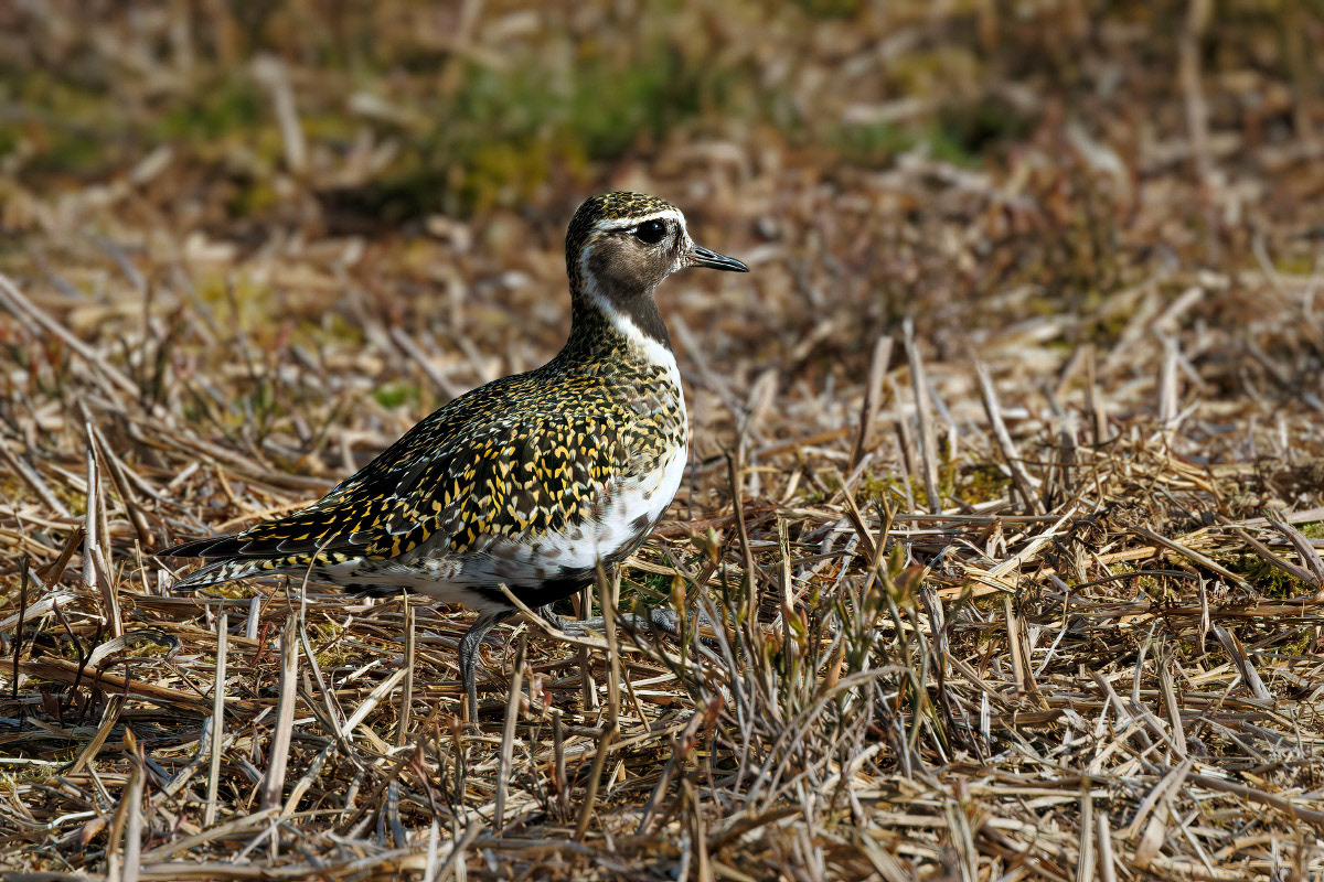 Golden Plover