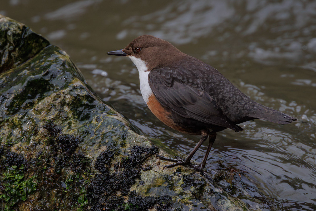 White-throated Dipper