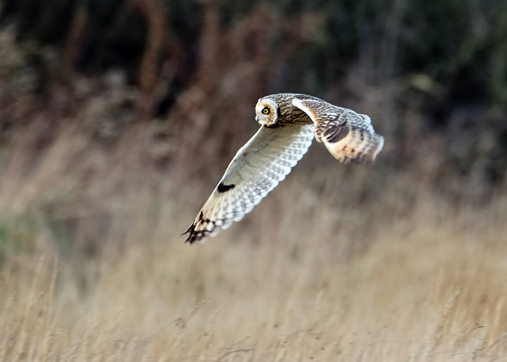 Short-eared Owl