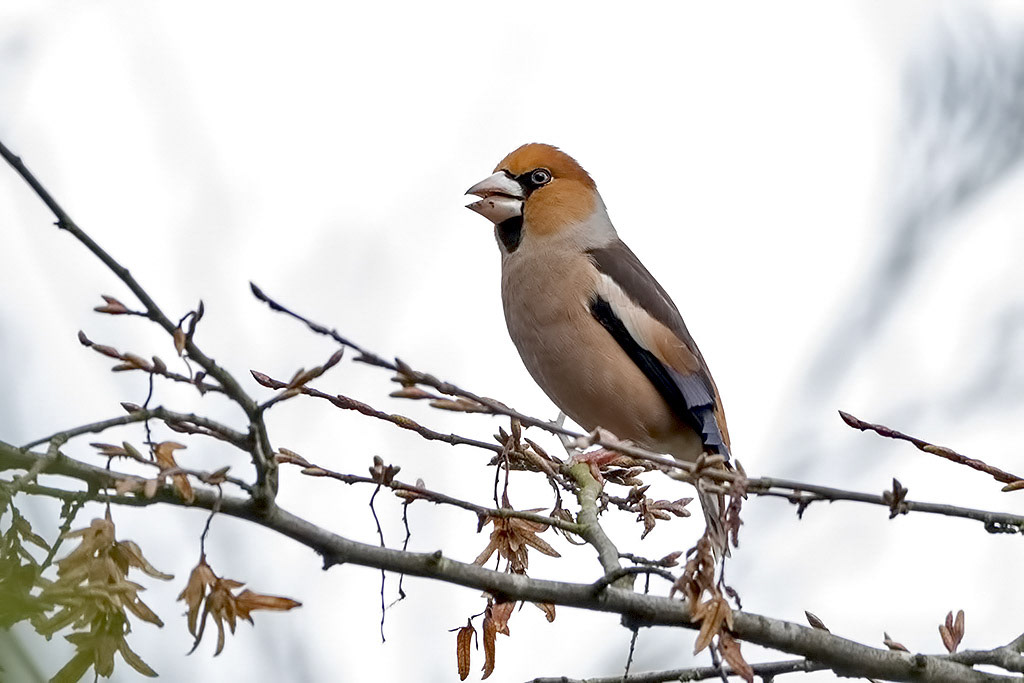 Hawfinch