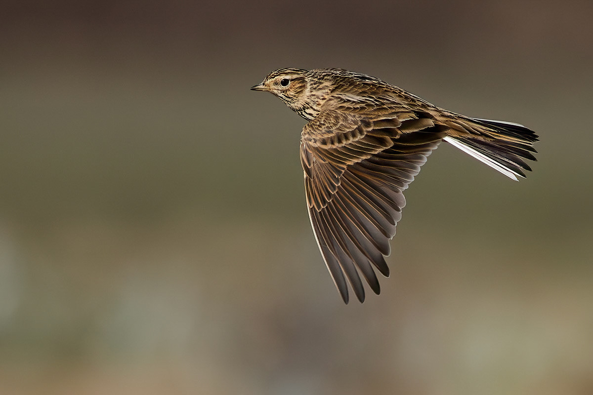 Skylark