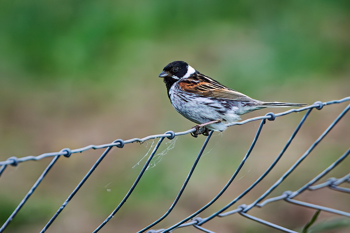 Reed Bunting