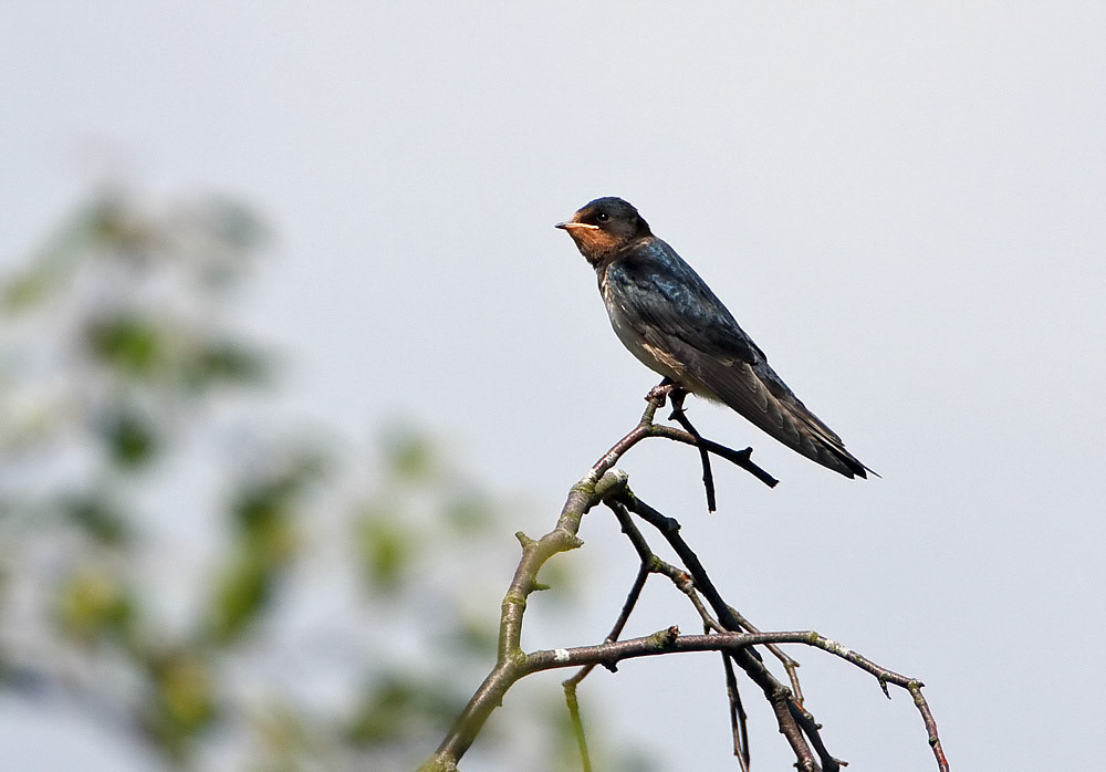 Swallow