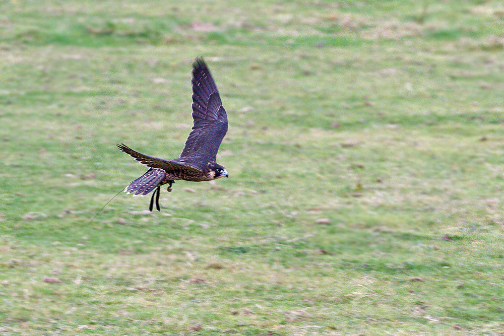 Peregrine
