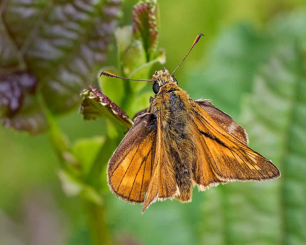 Large Skipper