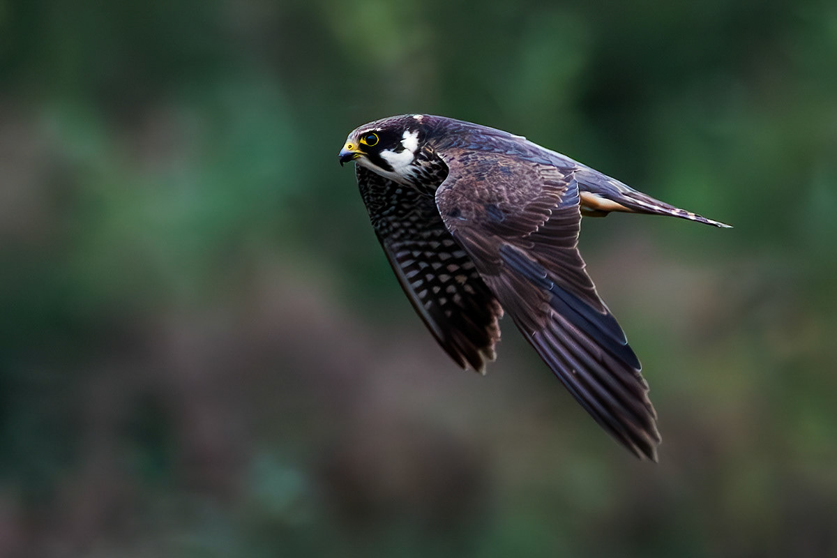 Hobby