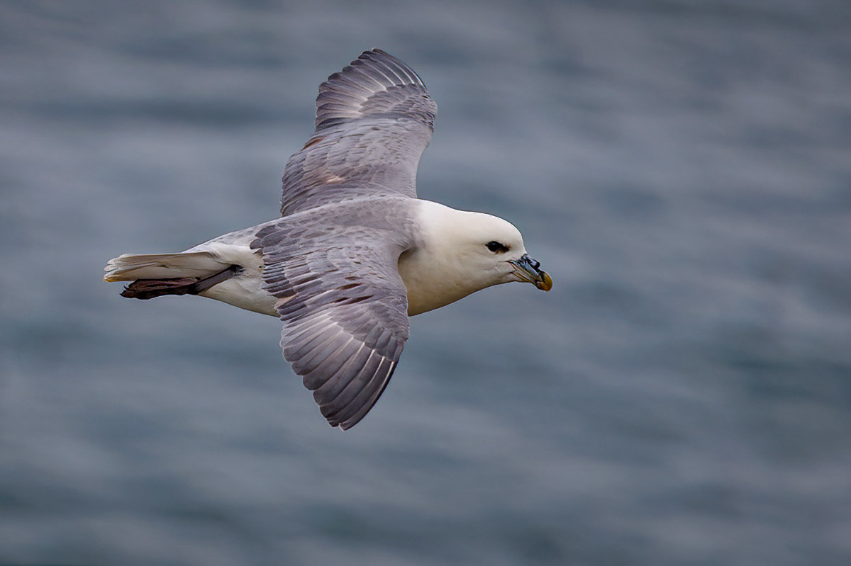 Fulmar