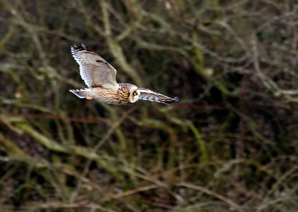 Short-eared Owl