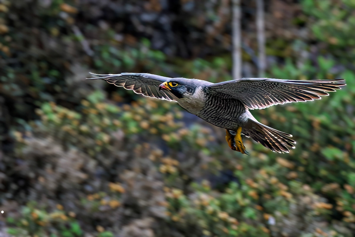 Peregrine